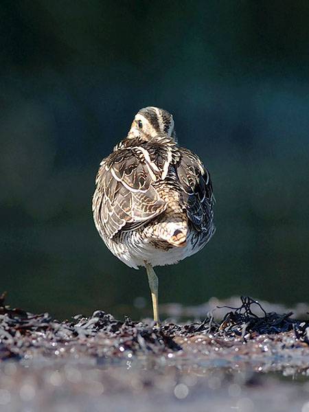 Taivaanvuohi, Common Snipe, Gallinago gallinago